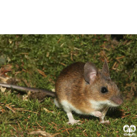 گونه موش صحرایی گردن زرد  Yellow-necked Filed Mouse